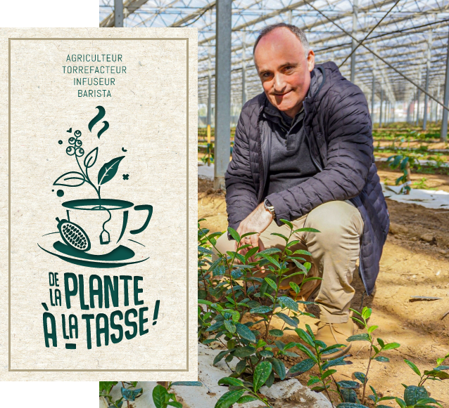 Thé : De la plante à la tasse